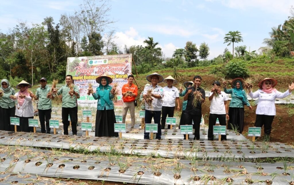 Bupati Dolly Pasaribu dan Ketua TP PKK Tapsel Rosalina Dolly Pasaribu bersama jajaran dan NSHE panen perdana Bawang Merah.